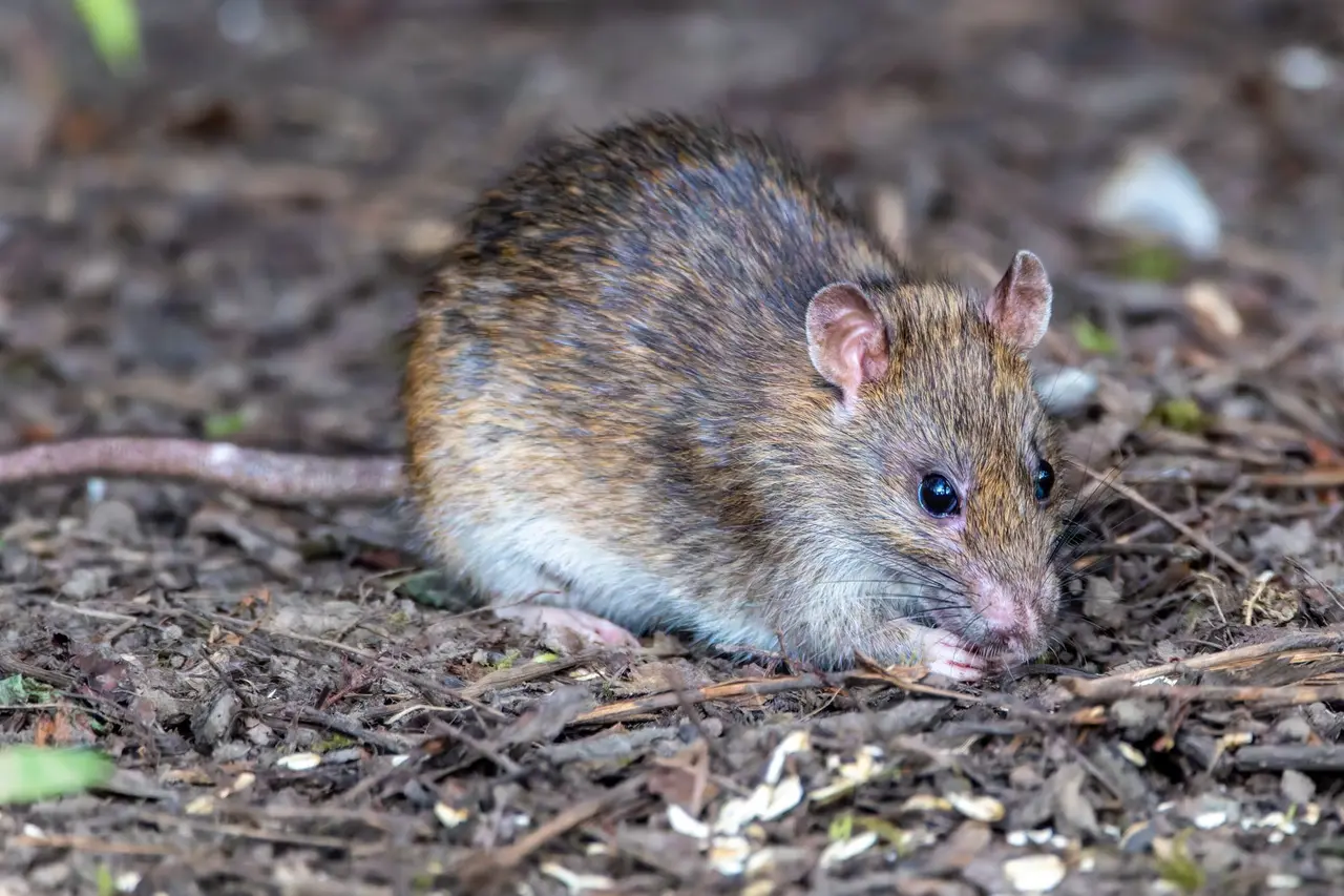 Comprehensive Rat Inspection