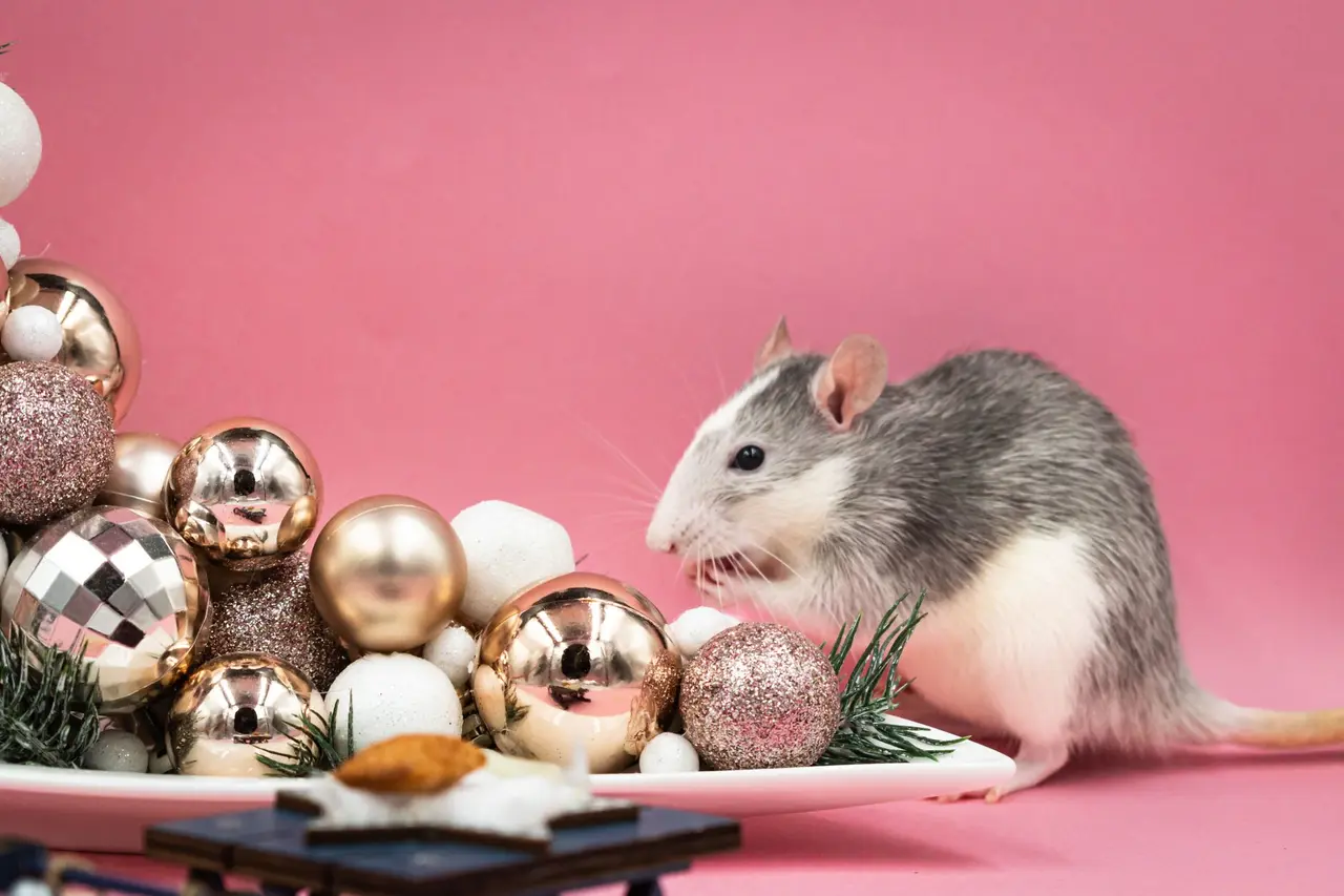 Eco-Friendly Rat Control Options