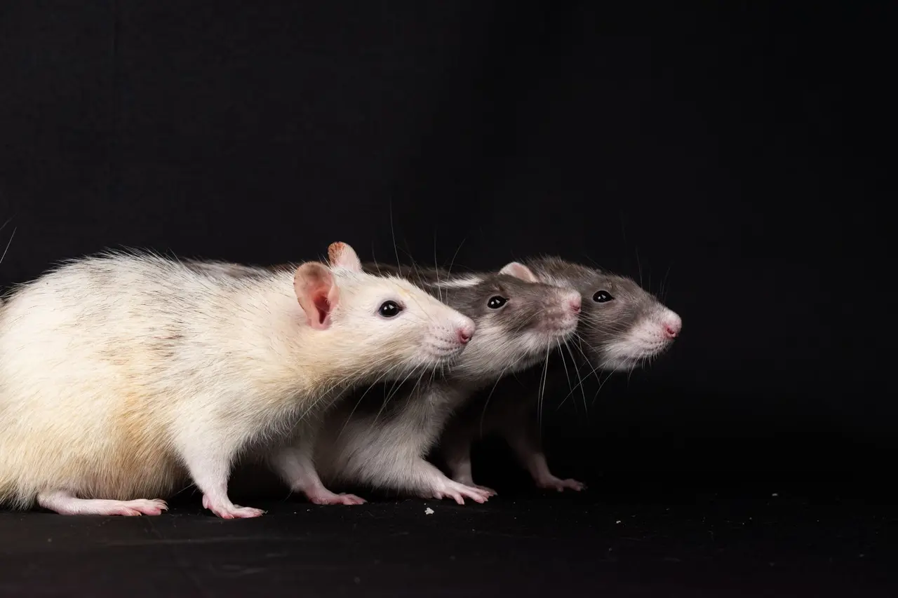 Emergency Rat Removal
