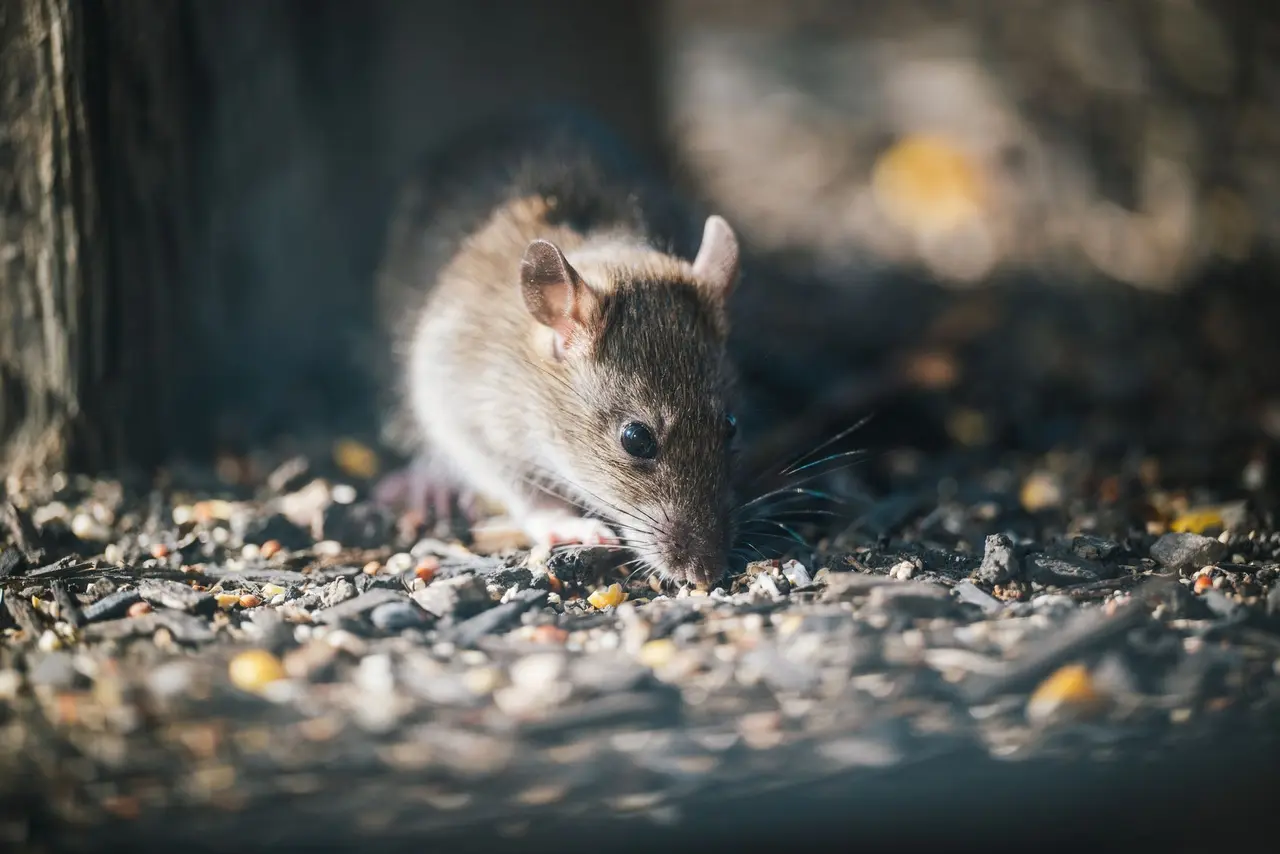 Integration with General Pest Control Services