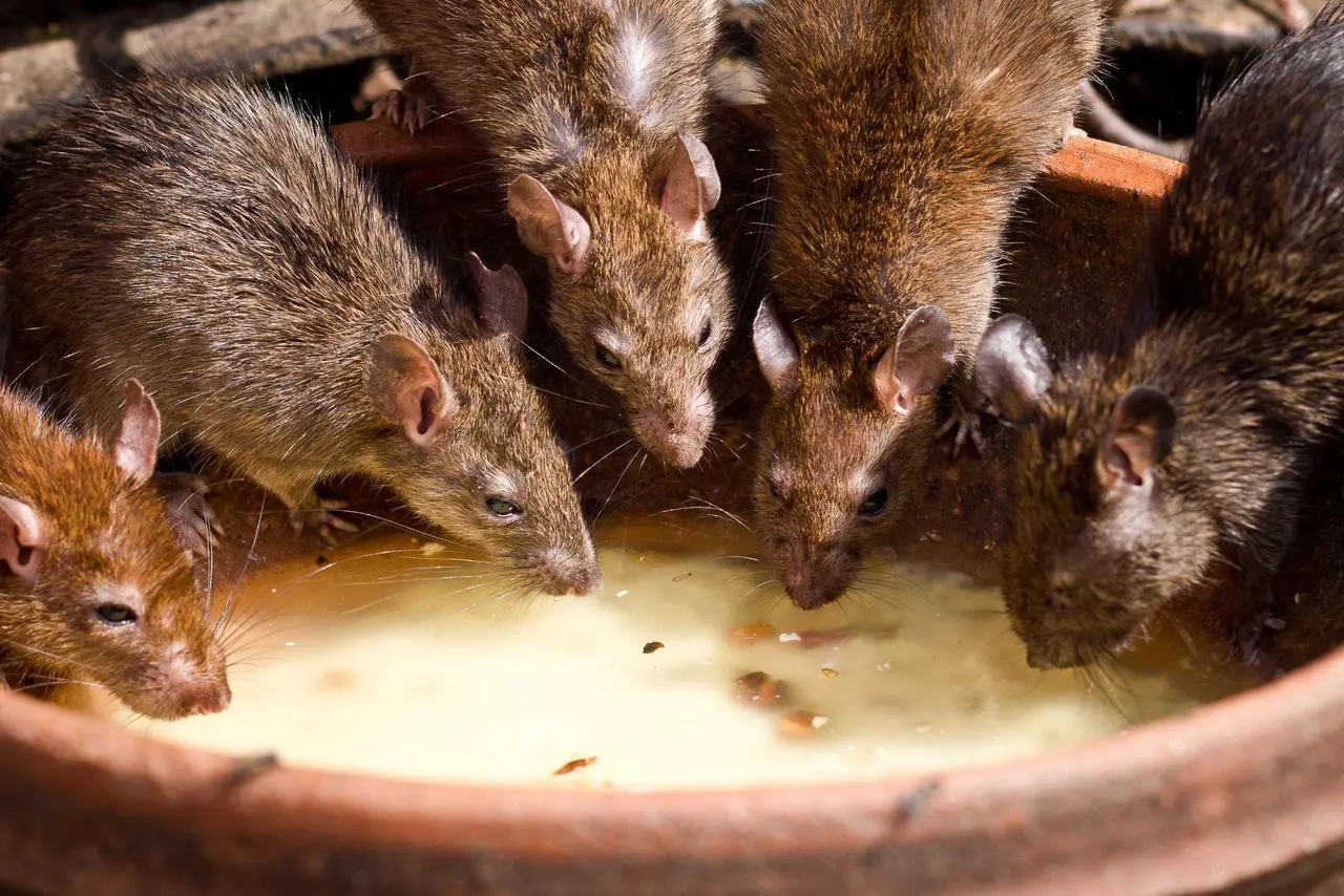 Rat Extermination Services