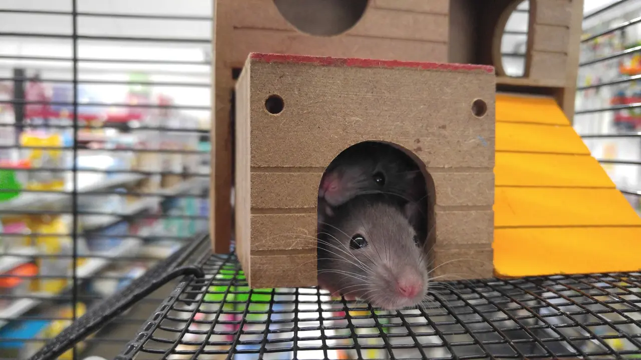 Rat Nest Removal