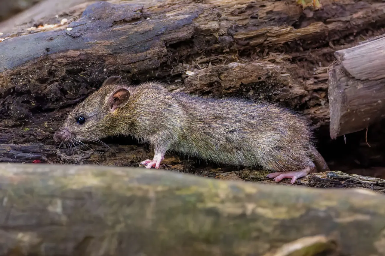 Rodent Damage Assessment