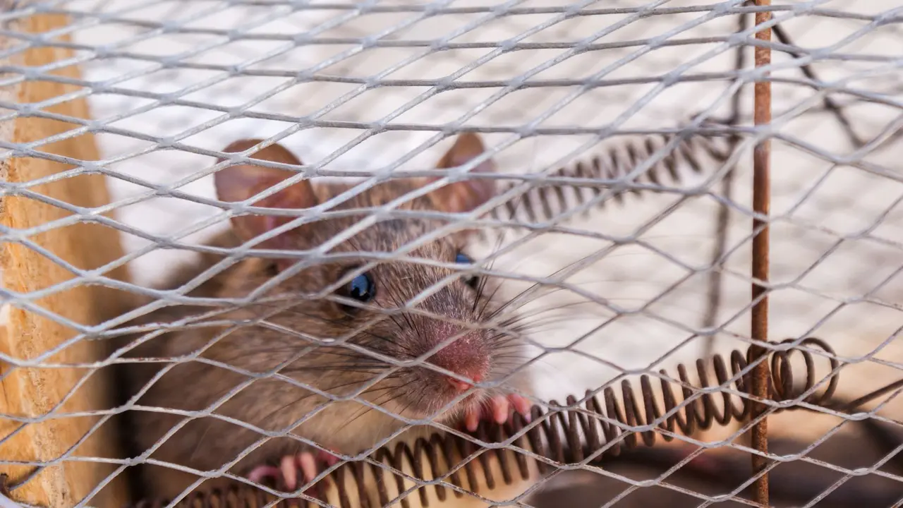Rodent Prevention and Exclusion